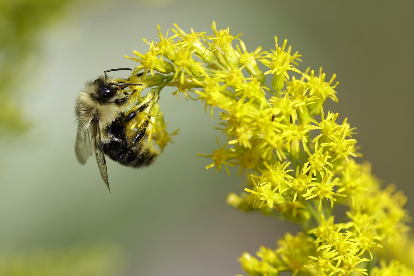 Bien comprendre l'impact des entreprises sur la biodiversité