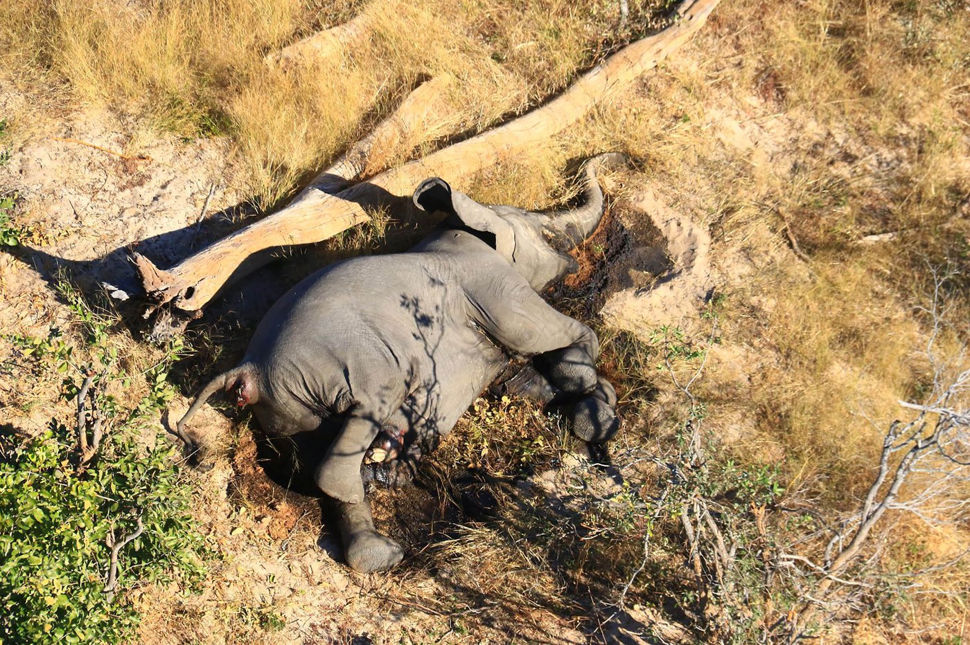 La mort mystérieuse de 350 éléphants est expliquée