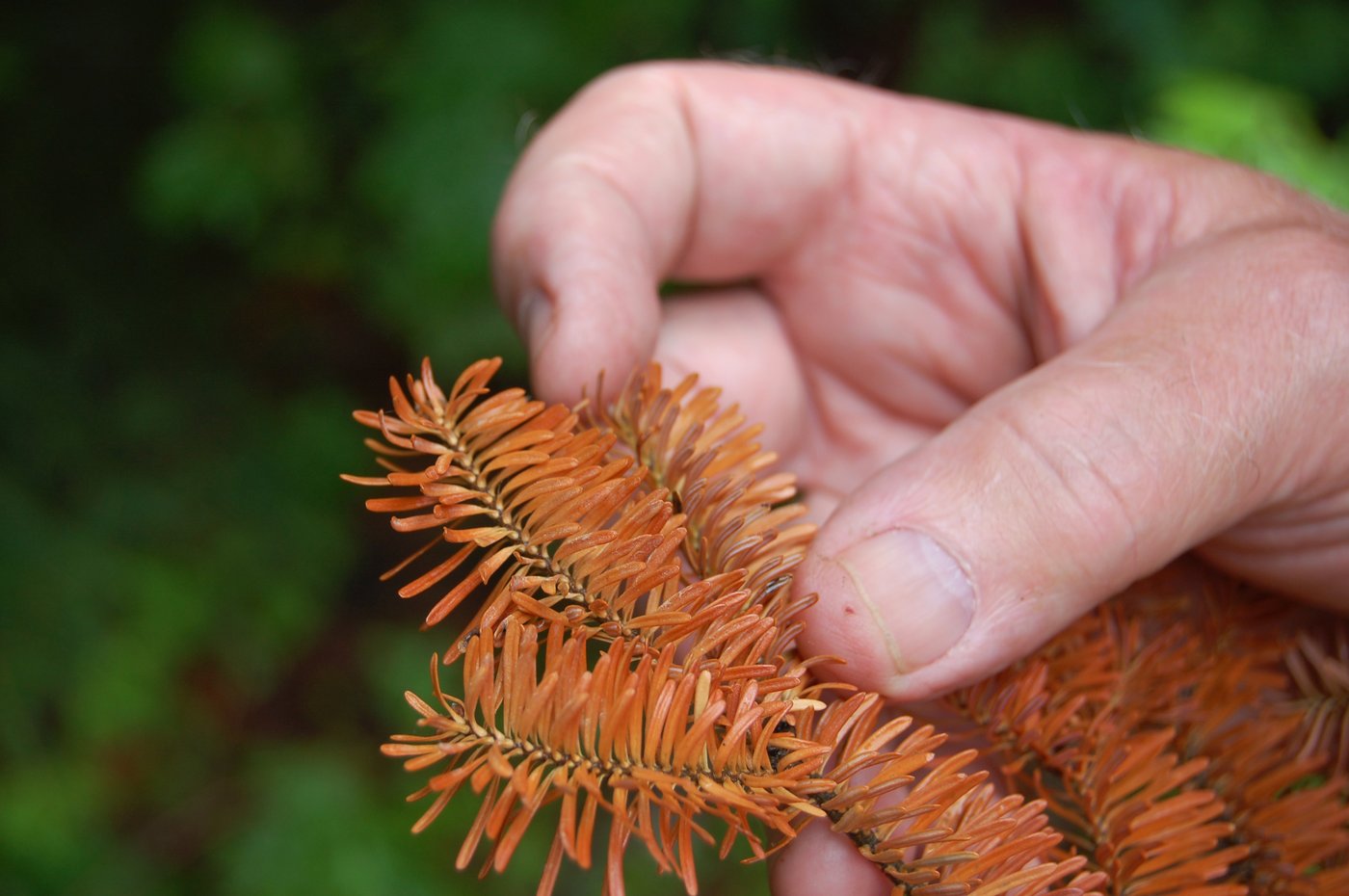 La sécheresse et la chaleur menacent l'avenir des sapins baumiers, populaires à Noël