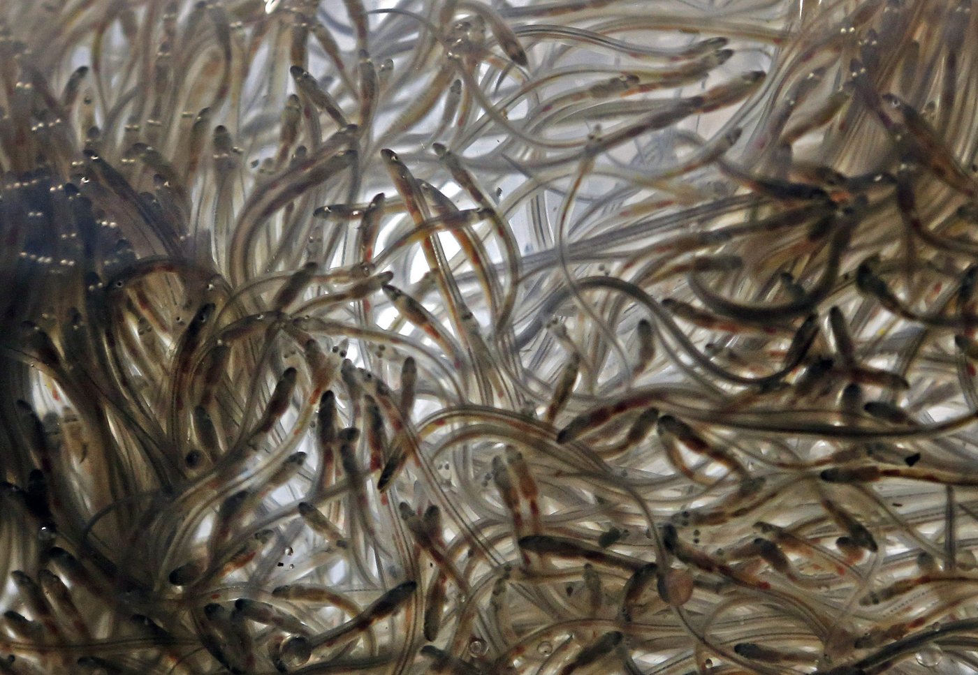 Le ministère des Pêches veut revoir à la baisse les quotas commerciaux de civelles