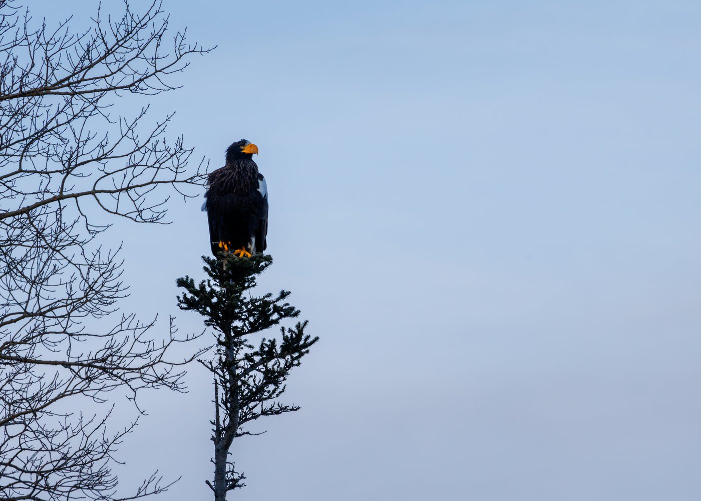 Un aigle de Steller éblouit les ornithologues à Terre-Neuve-et-Labrador