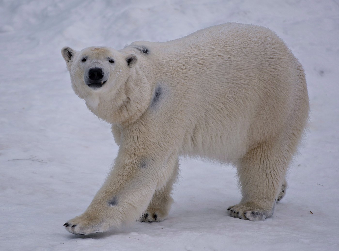 Les changements climatiques modifient le microbiome intestinal des ours polaires