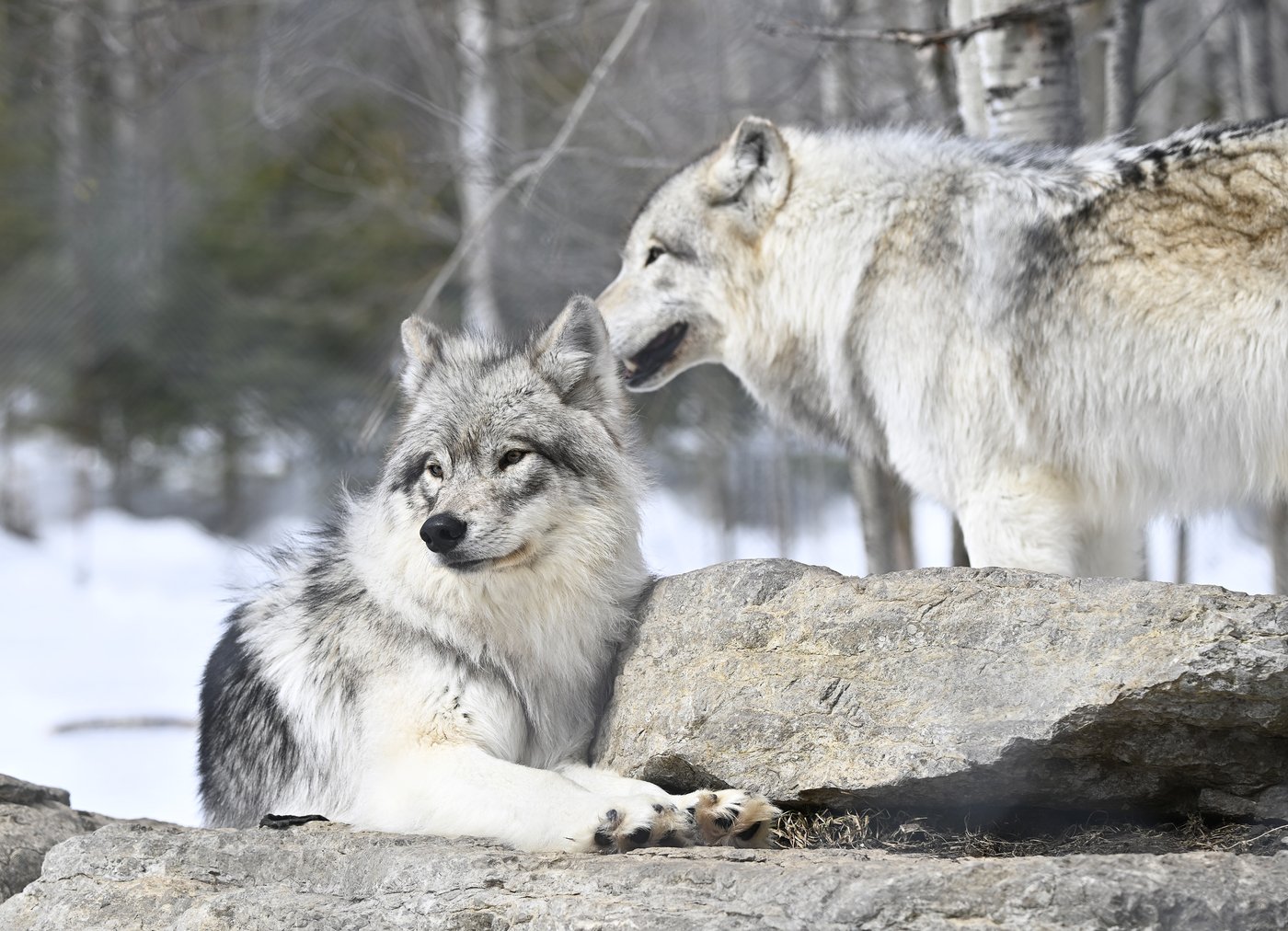 Des menaces pour un transfert de loups entre la Colombie-Britannique et le Colorado