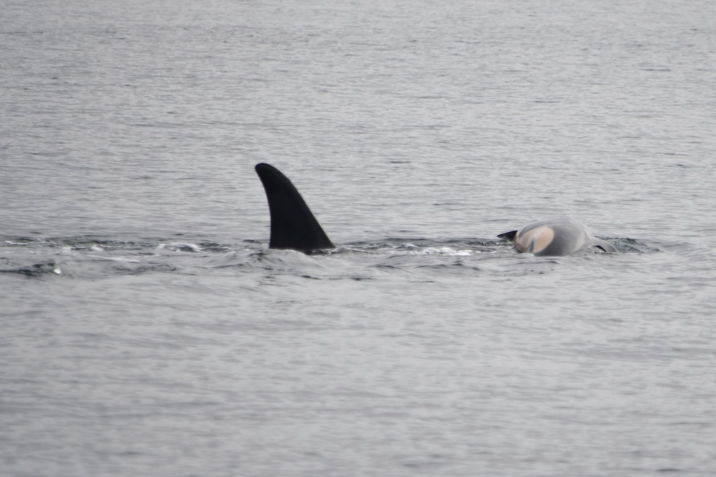 Une mère orque pousse encore son baleineau plus de deux semaines après sa mort