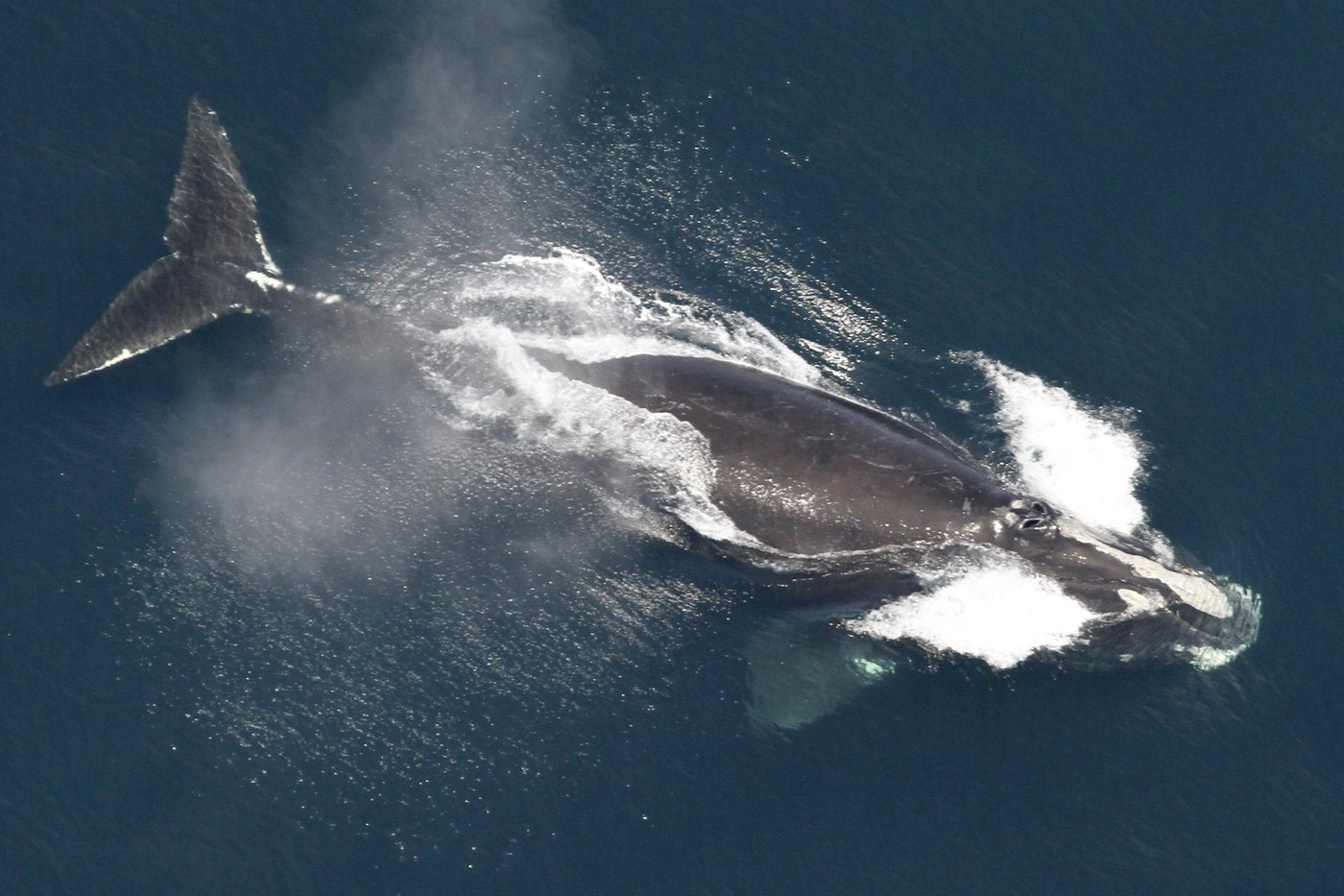 Les baleines noires devraient vivre plus de 100 ans. Elles meurent vers 22 ans.