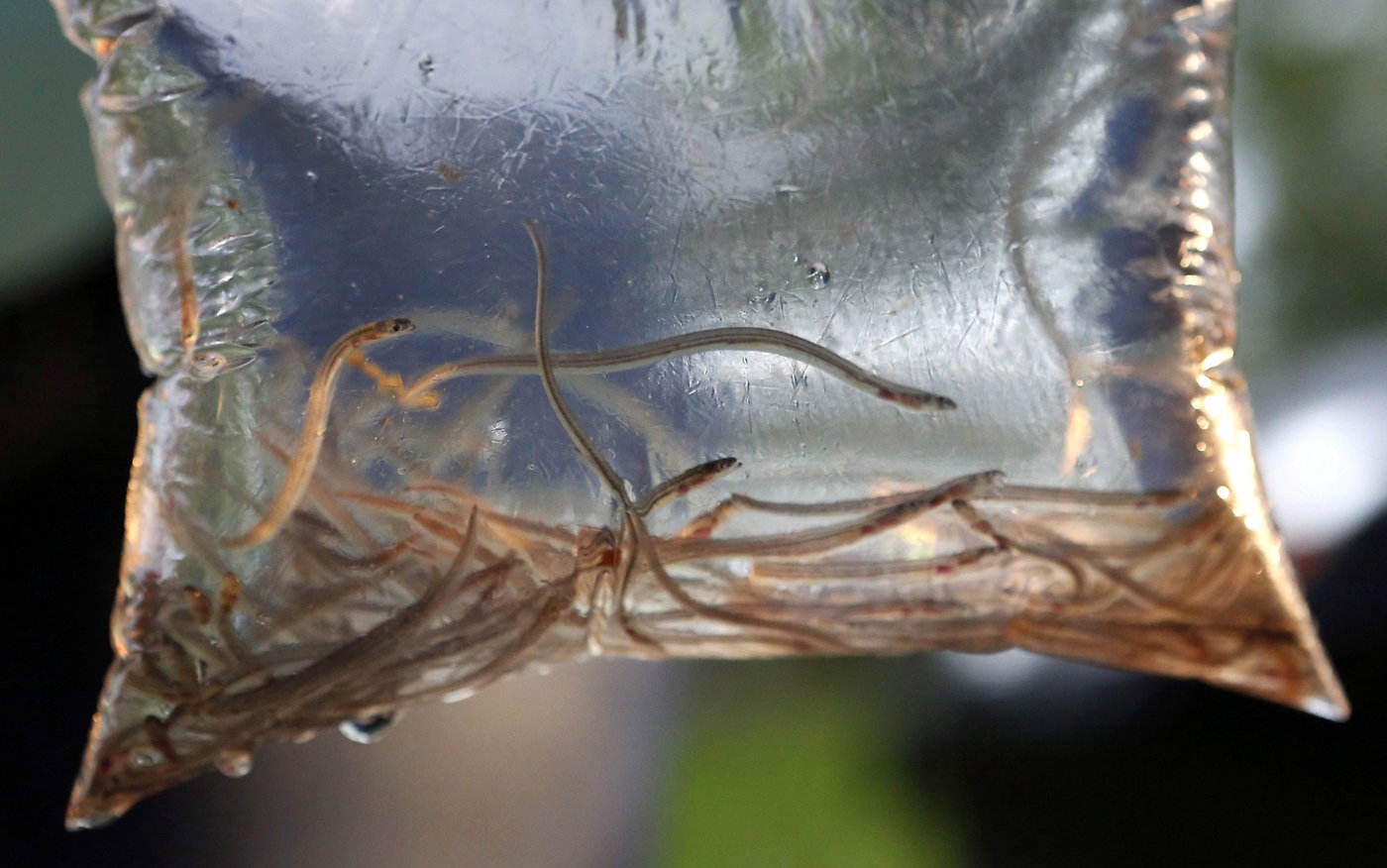 Ottawa reporte une séance d'information sur la pêche aux civelles dans les Maritimes