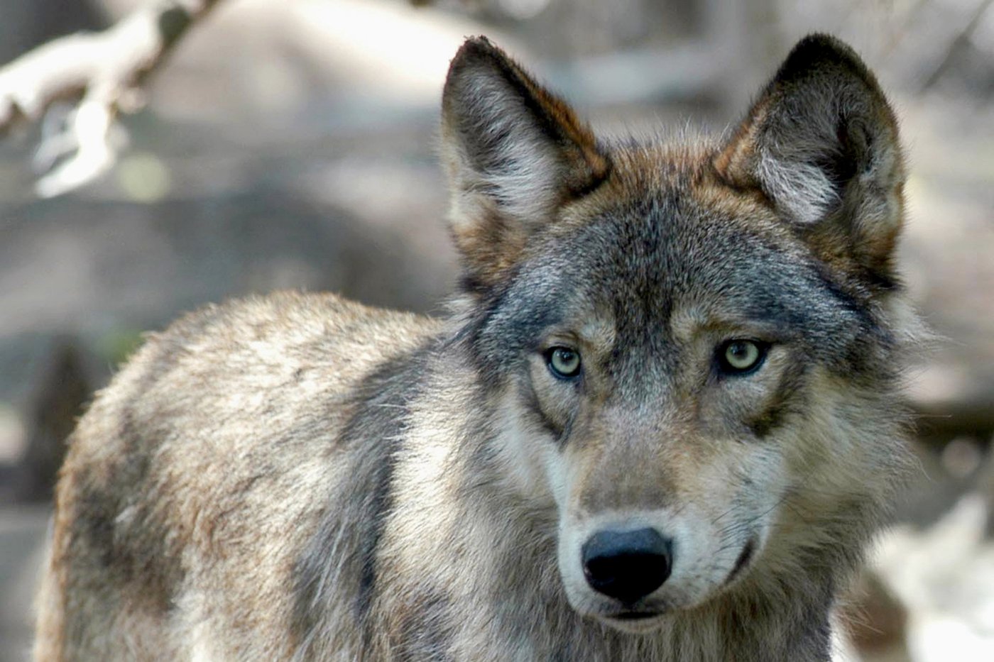 Des loups capturés en Colombie-Britannique seront relâchés au Colorado