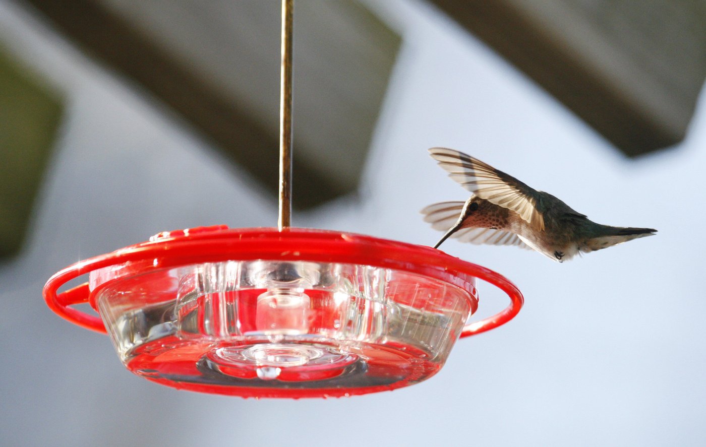 Une étude se penche sur le métabolisme étrange des colibris nord-américains