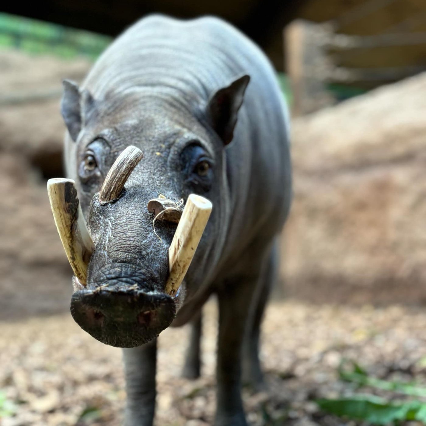 Un babiroussa meurt au Zoo de Toronto après être entré dans la zone des rhinocéros