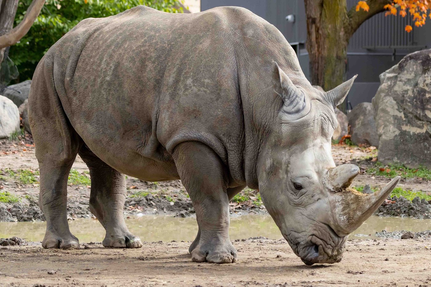 Le zoo de Granby pleure la mort de Shaboola, son rhinocéros blanc femelle