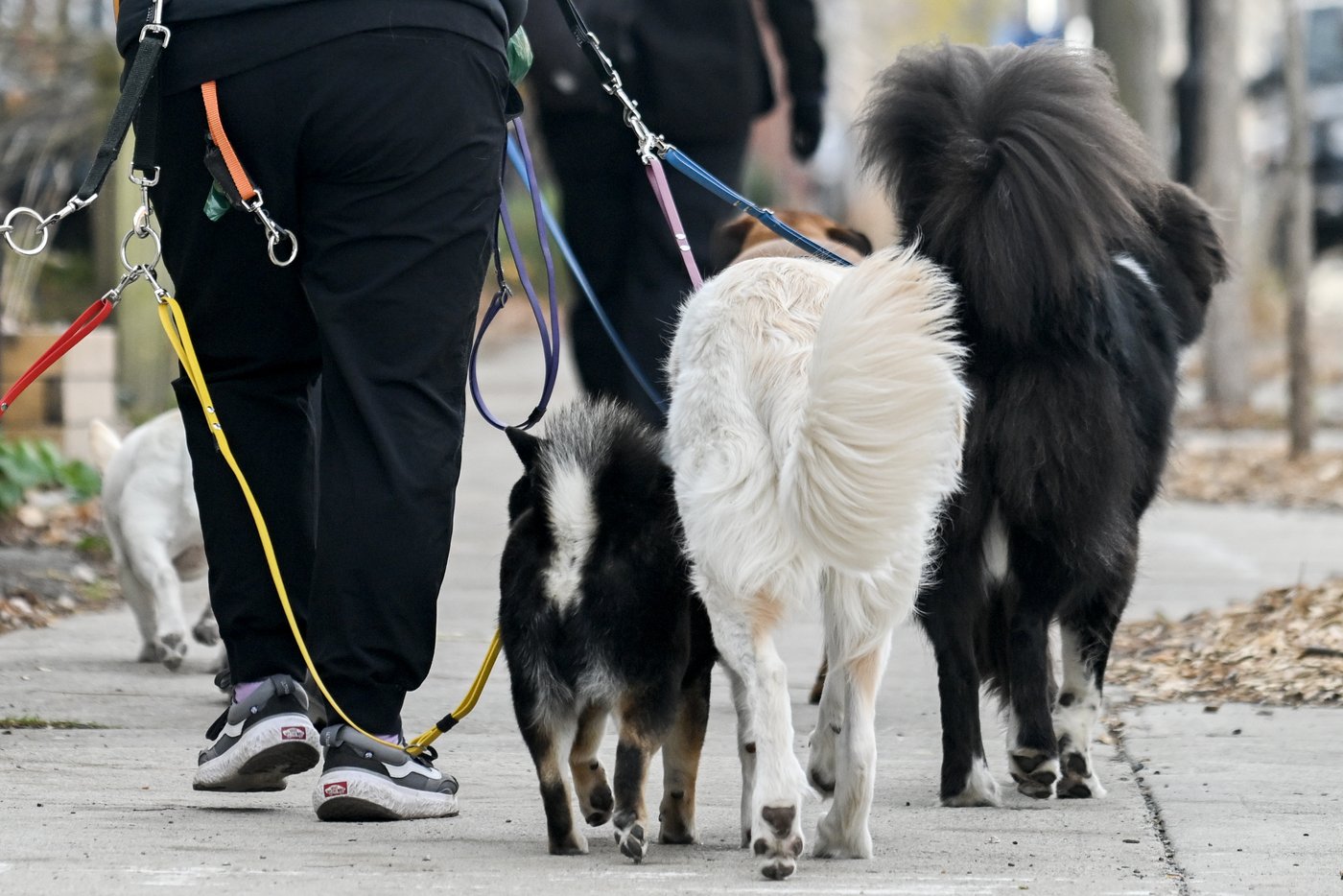 De la viande cultivée en labo dans de la nourriture pour chiens au Royaume-Uni