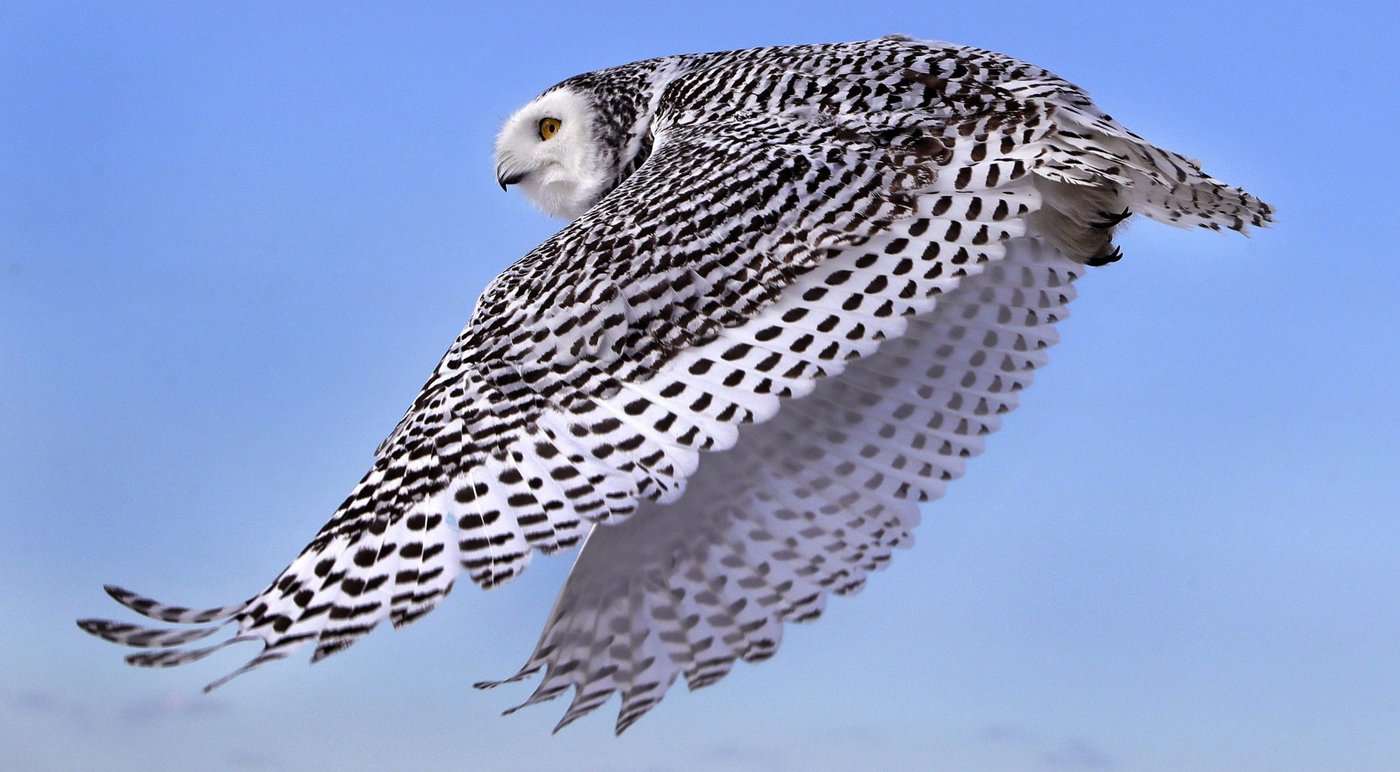 Grand Dénombrement des oiseaux: les citoyens sont invités à sortir leurs jumelles