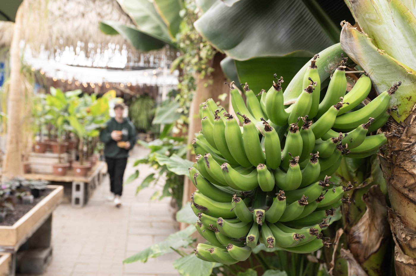 Une productrice de Saint-Eustache cultive bananes et autres fruits exotiques en serre