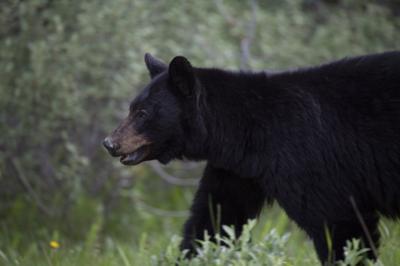 Conservation du territoire: le Québec est premier et l'Ontario est dernière