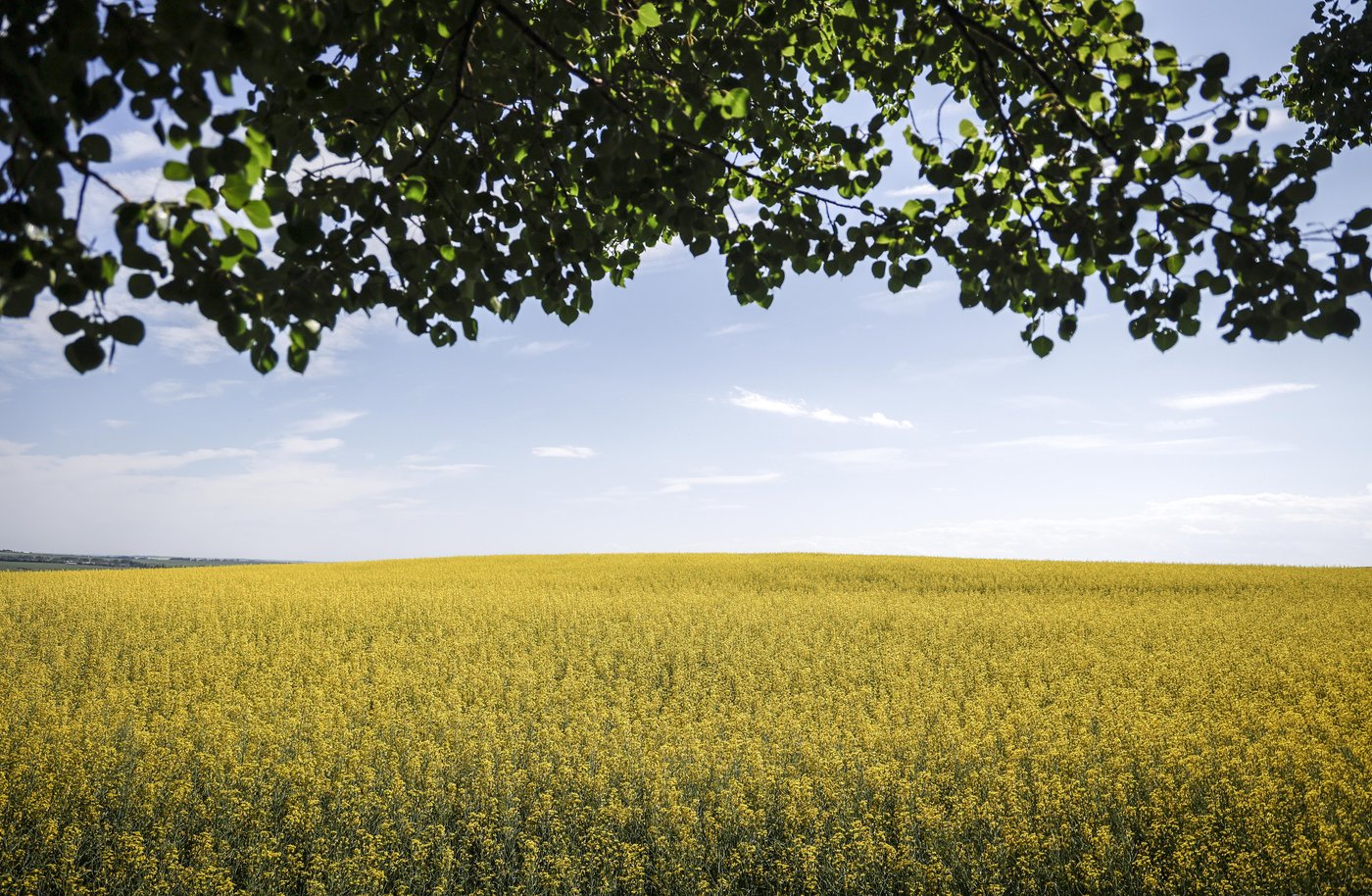Les producteurs de canola des Prairies se préparent aux droits de douane chinois