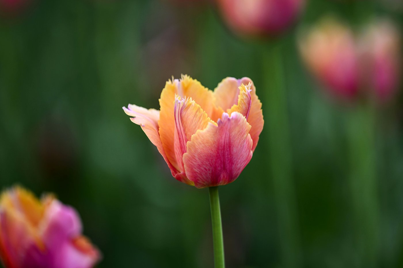 Les changements climatiques bouleversent notre perception du printemps
