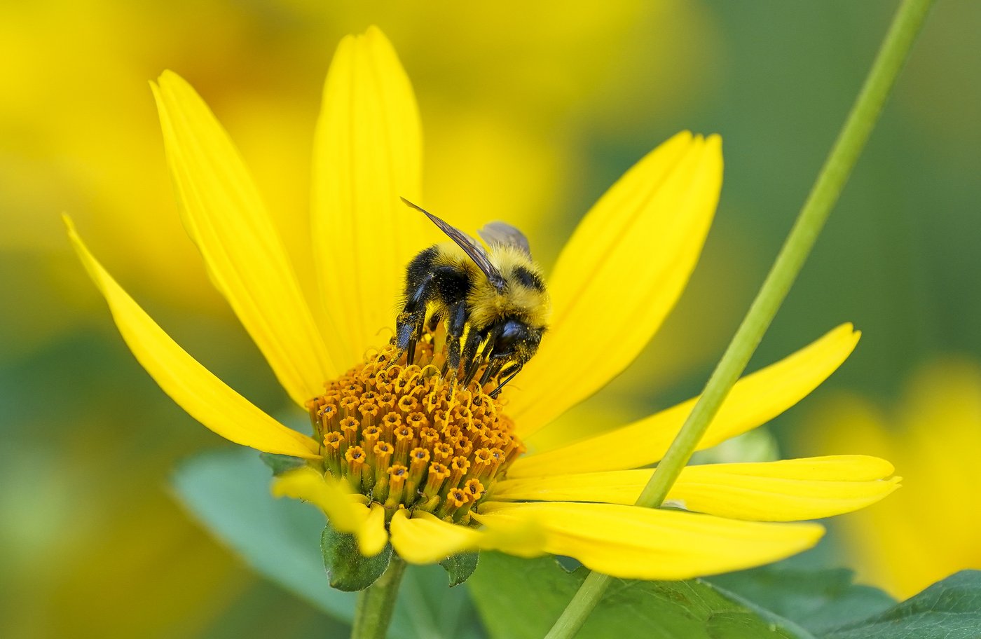 Un cinquième des pollinisateurs d'Amérique du Nord sont menacés d'extinction