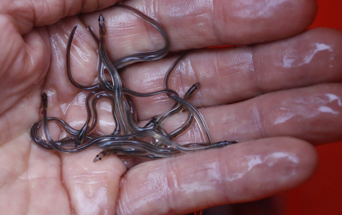 Une Première Nation de la Nouvelle-Écosse rejette les règles de pêche à la civelle