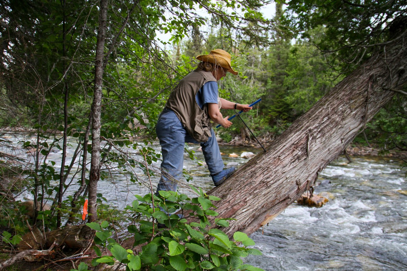 L'histoire climatique du Québec inscrite dans les cernes de ses arbres