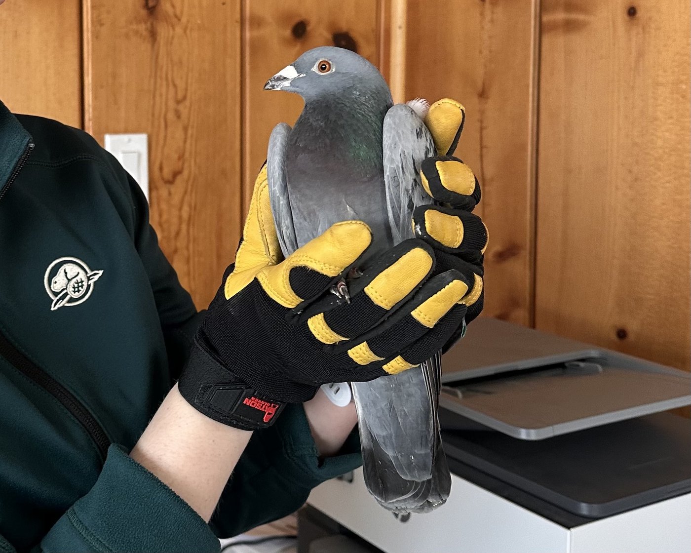 Un pigeon voyageur retrouvé en Nouvelle-Écosse, à 5100 km de son point de départ