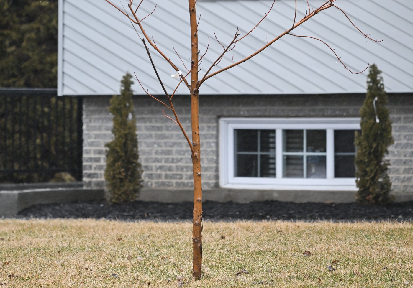 Une municipalité impose une taxe sur les cours dépourvues d'arbres