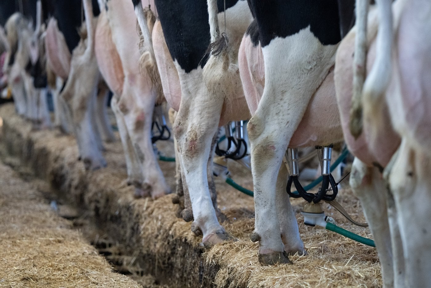 Aucune preuve que les produits laitiers légers sont meilleurs pour la santé