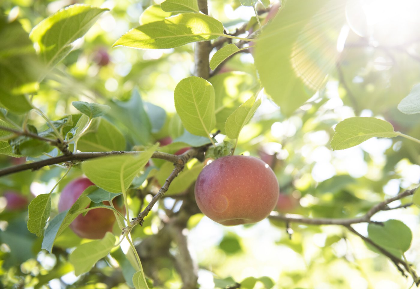 Droits de douane: les producteurs de fruits et légumes appellent Ottawa à l'aide