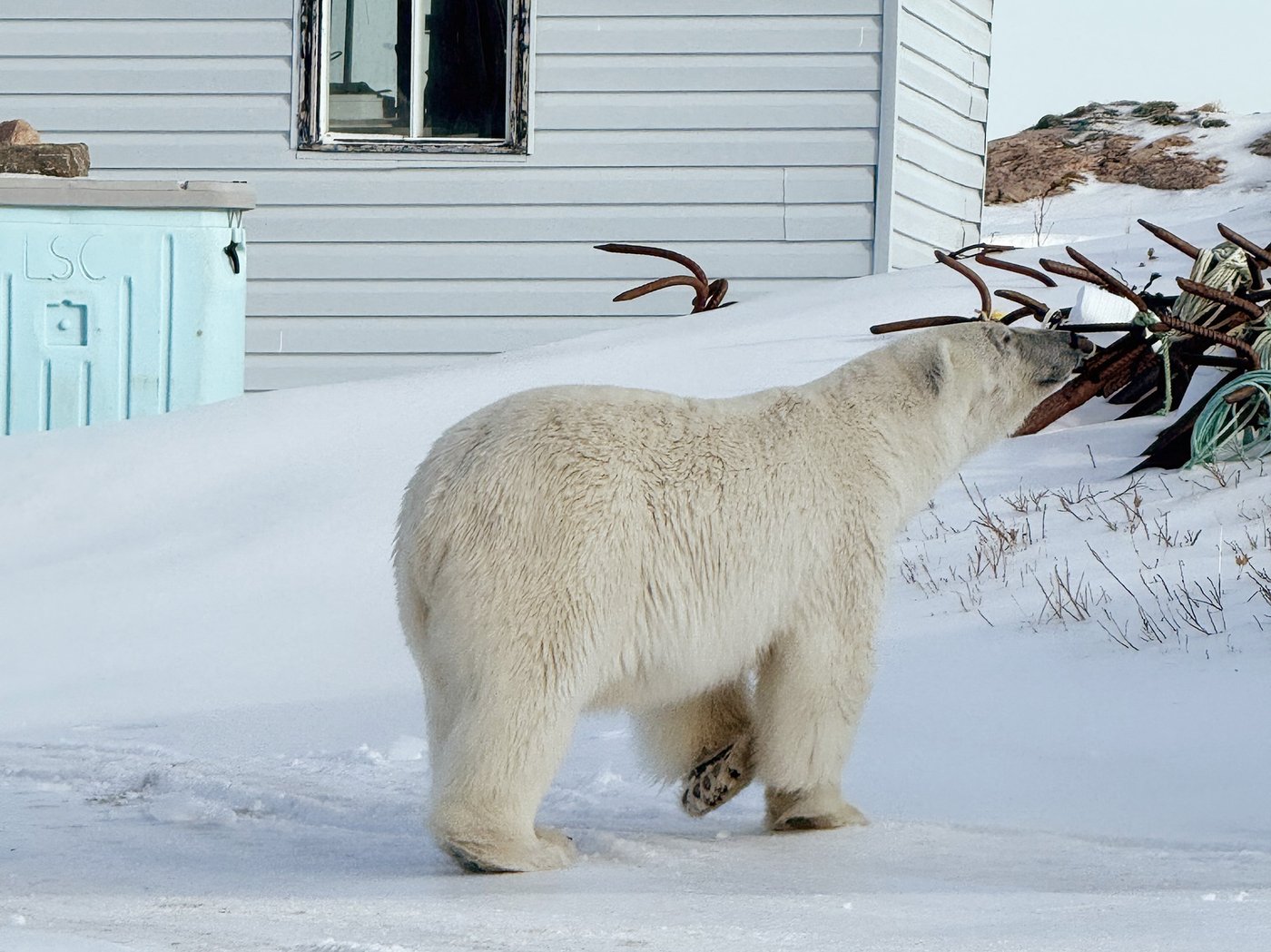 Un ours polaire errant et massif visite le Labrador et le Québec