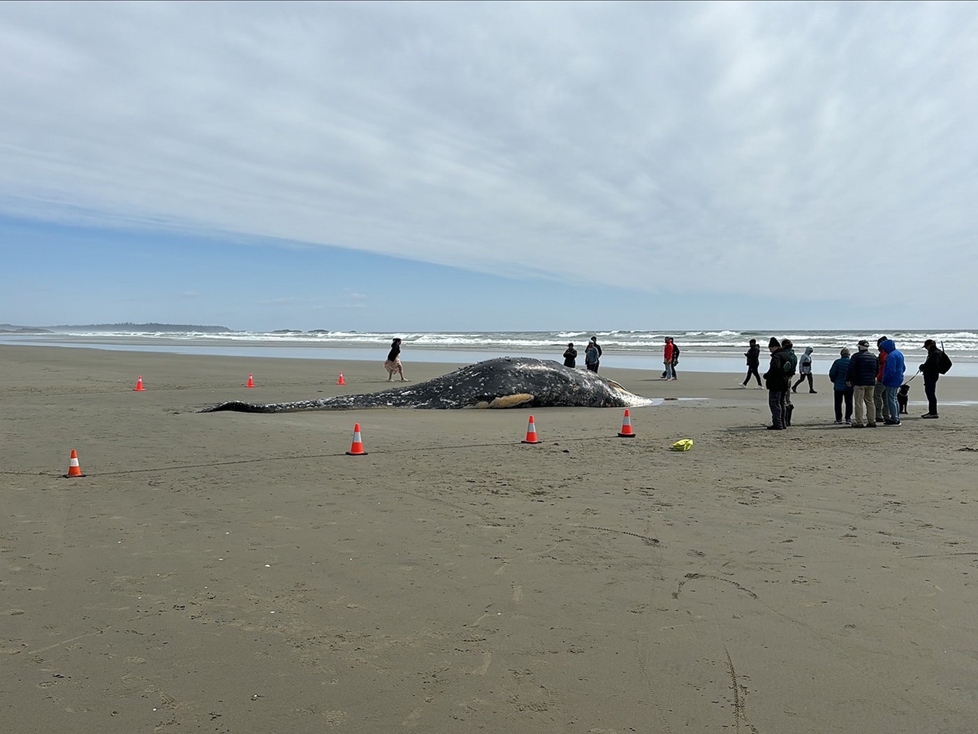 C.-B.: Une baleine grise morte s'échoue sur le rivage près de Tofino