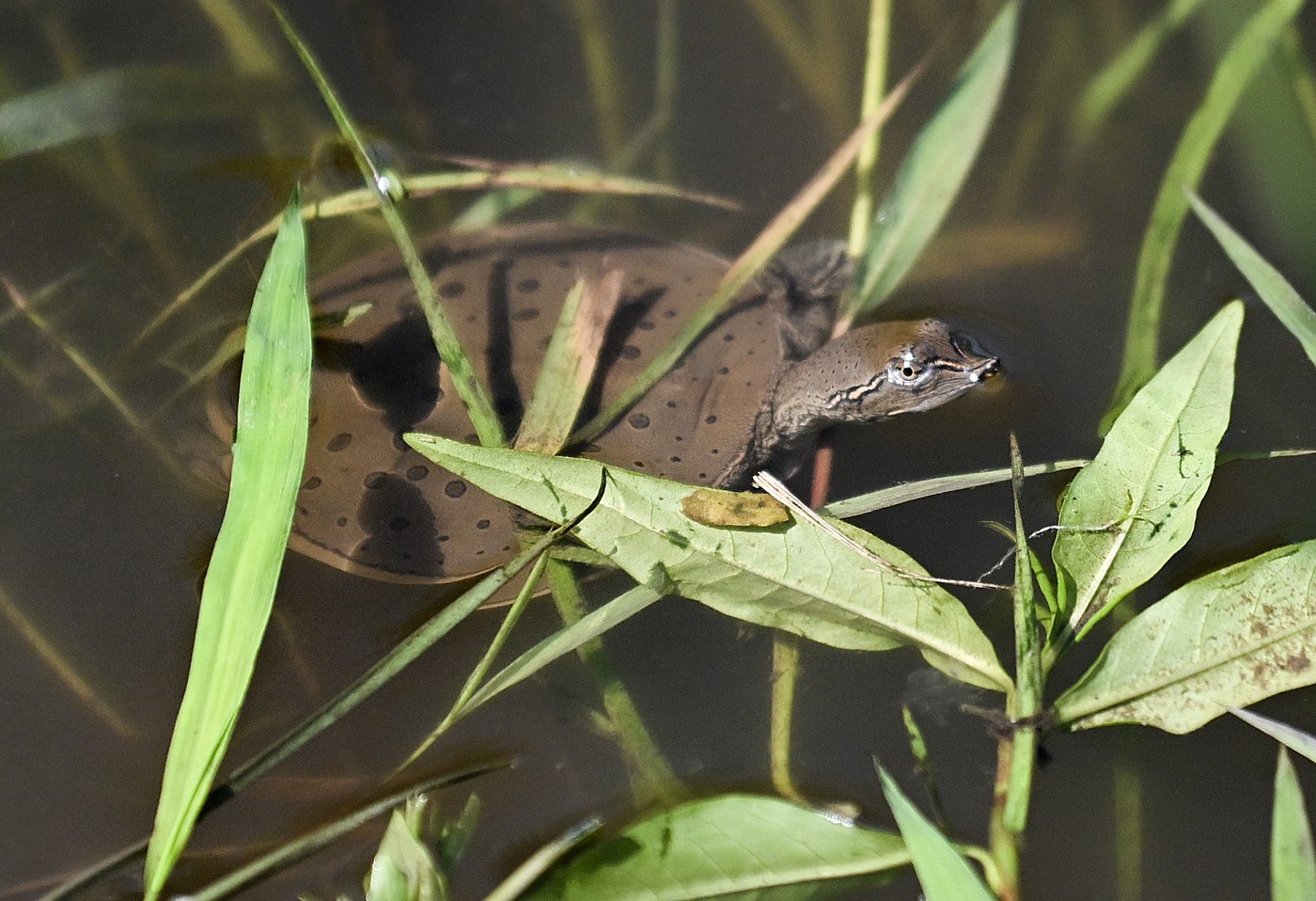 Taxi Carapace: bénévoles recherchés pour tortues en détresse
