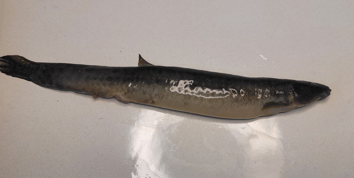 La capture d'un poisson en Nouvelle-Écosse est la première d'une espèce de ce type