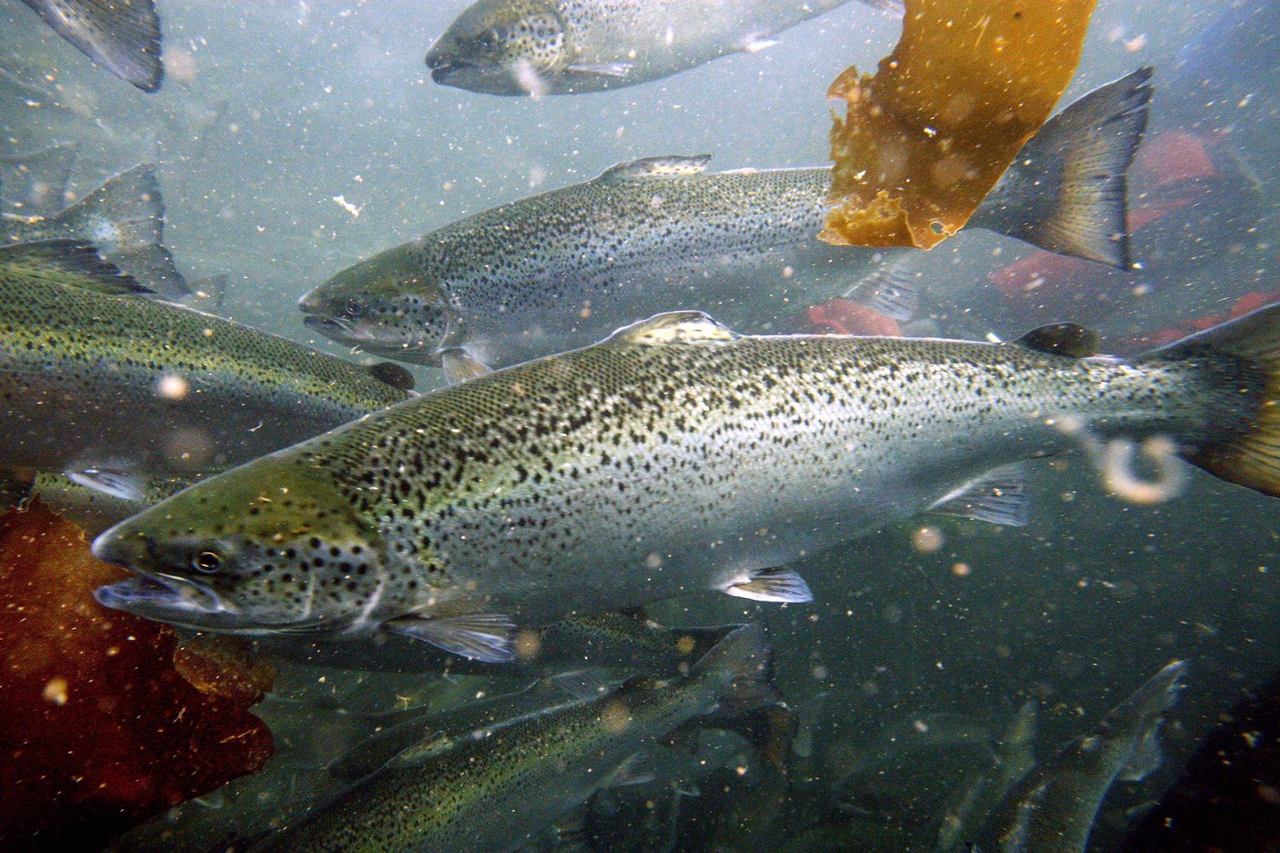 Environnement Canada dépose 200 chefs d'accusation contre une minière de la Côte-Nord
