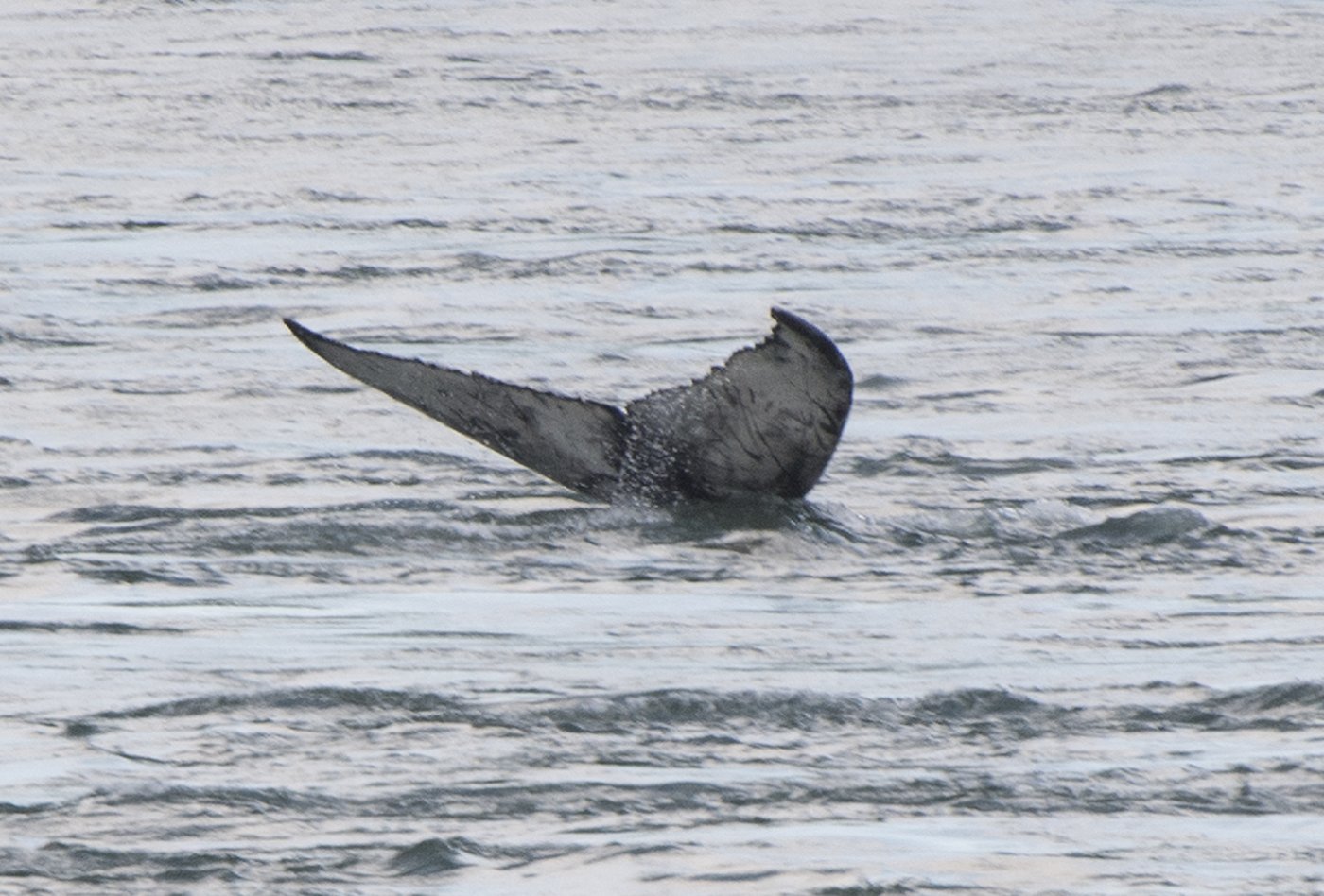Une seconde baleine échouée en Colombie-Britannique en moins d'une semaine