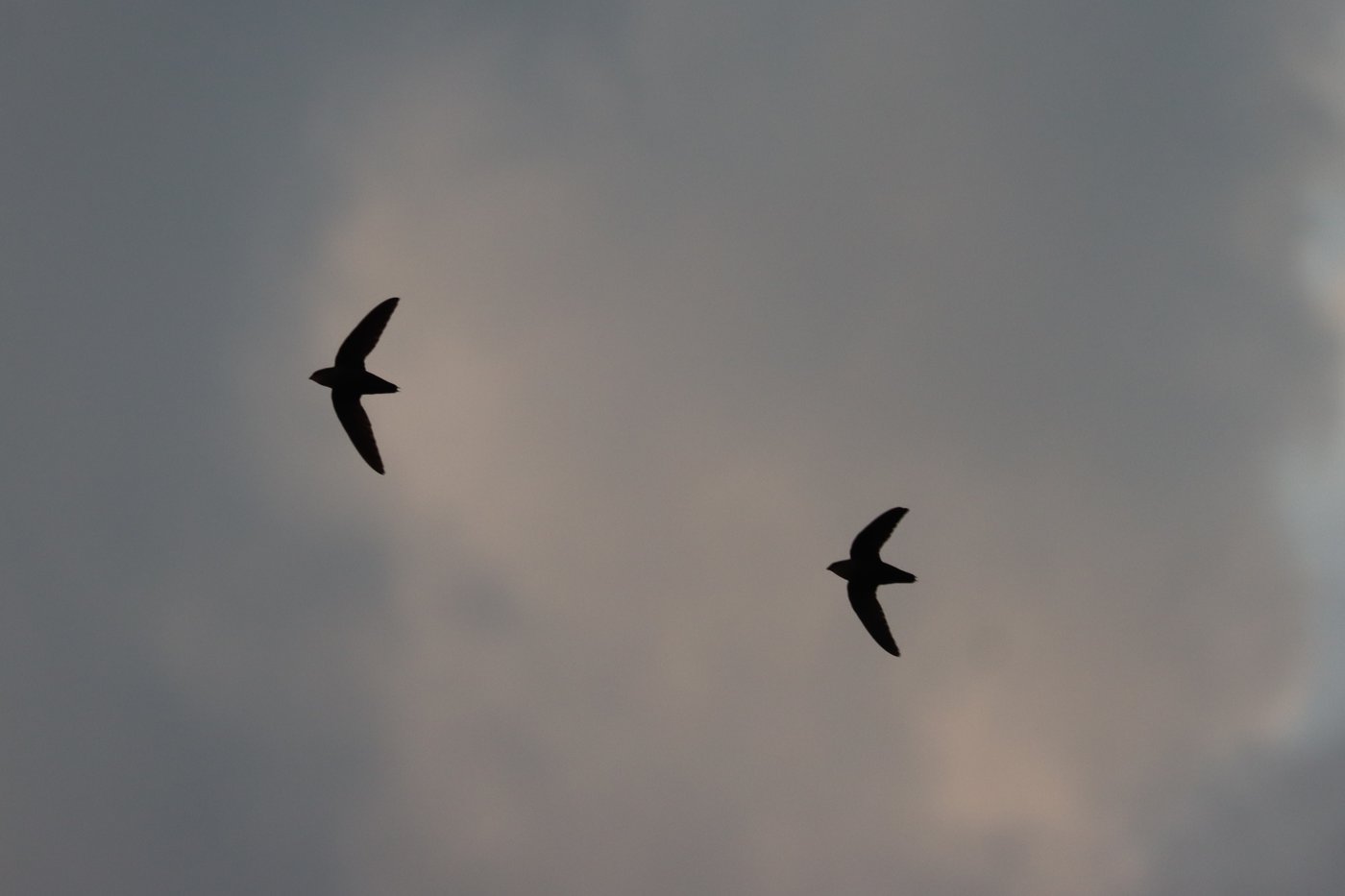 Des signes sont prometteurs pour une espèce d'oiseau menacée au Nouveau-Brunswick