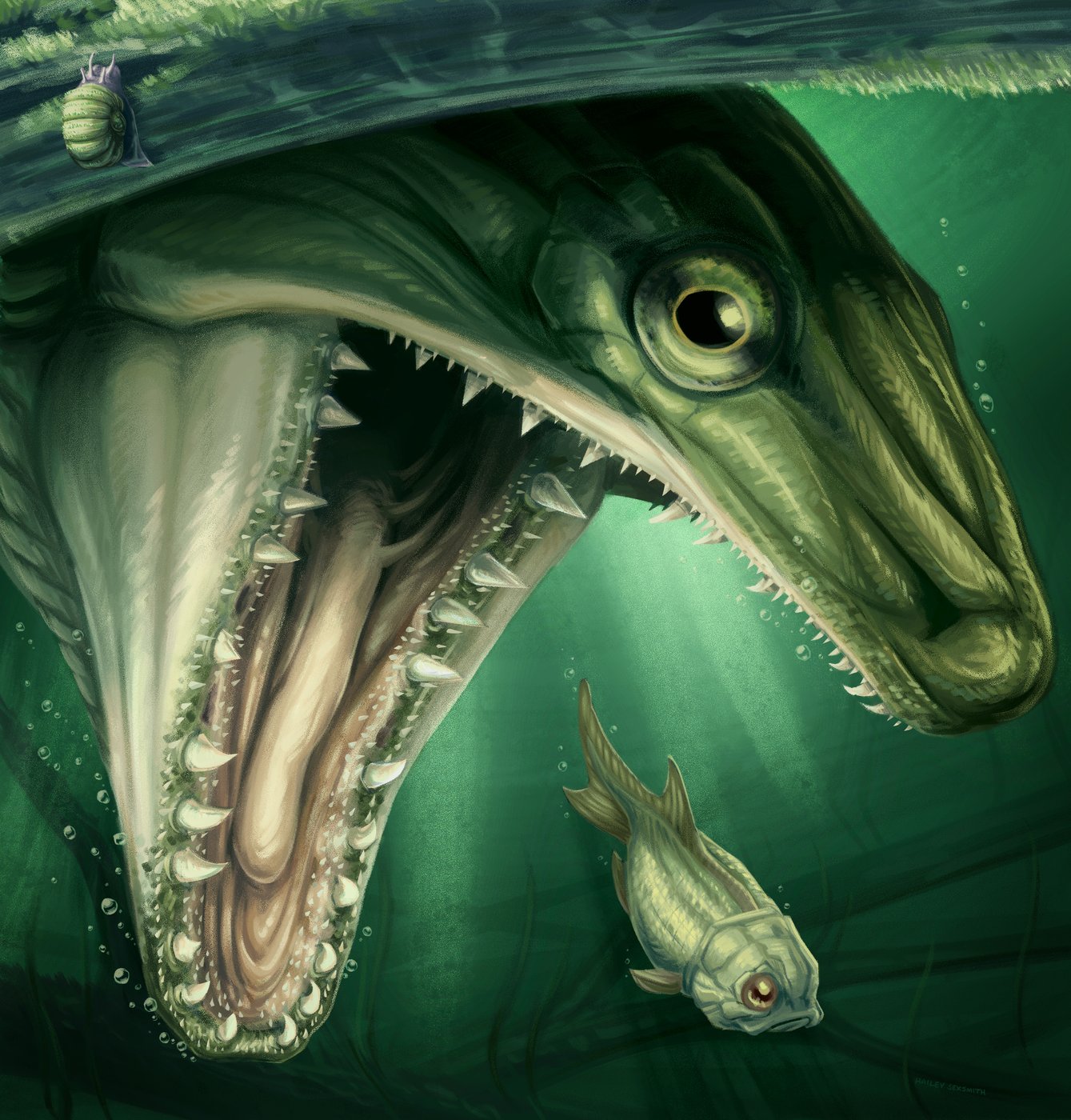 Des chercheurs découvrent un ancien poisson prédateur à crocs en Nouvelle-Écosse