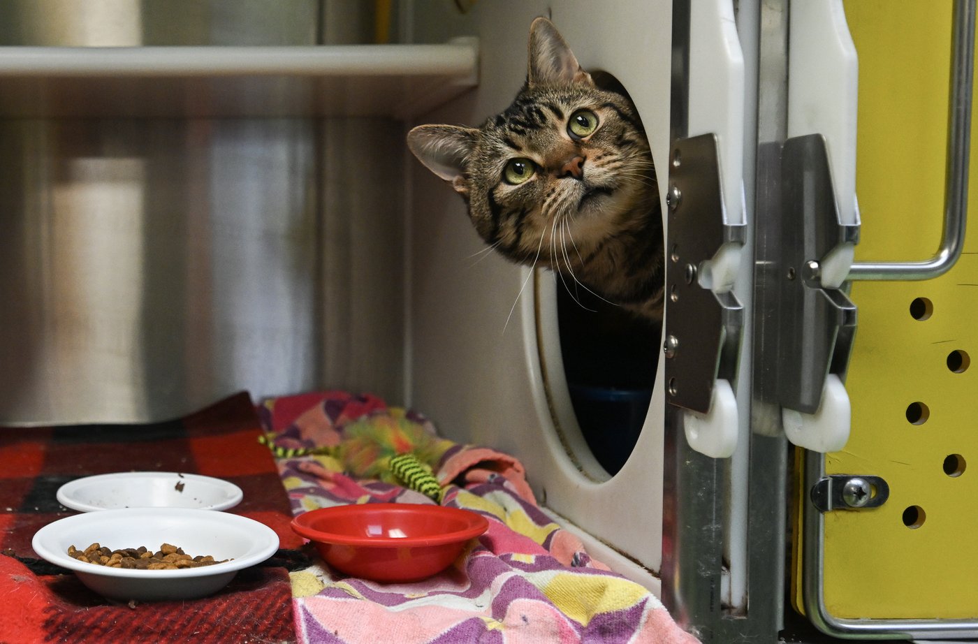La SPCA de Montréal demande la collaboration du public à l'approche du 1er juillet