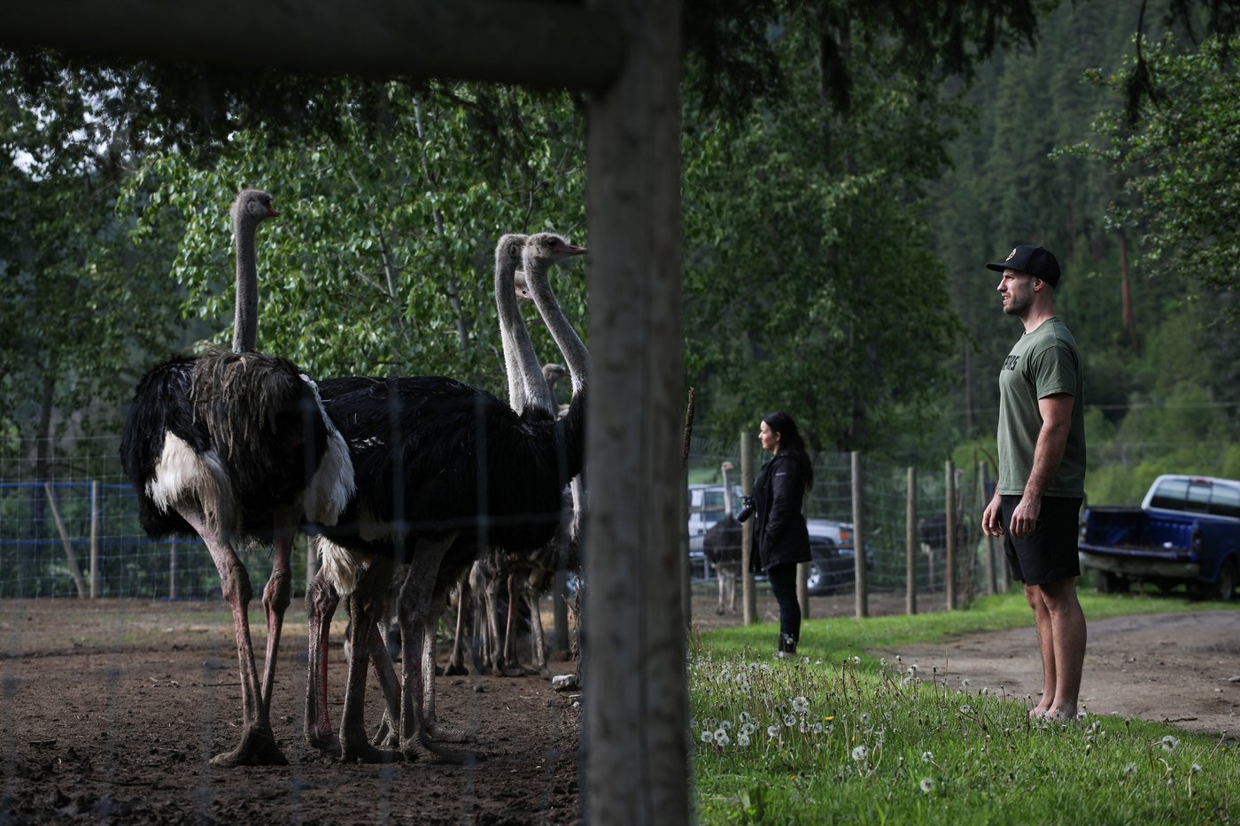 Une ferme d'autruches de la C.-B. envisage de transférer les oiseaux aux États-Unis