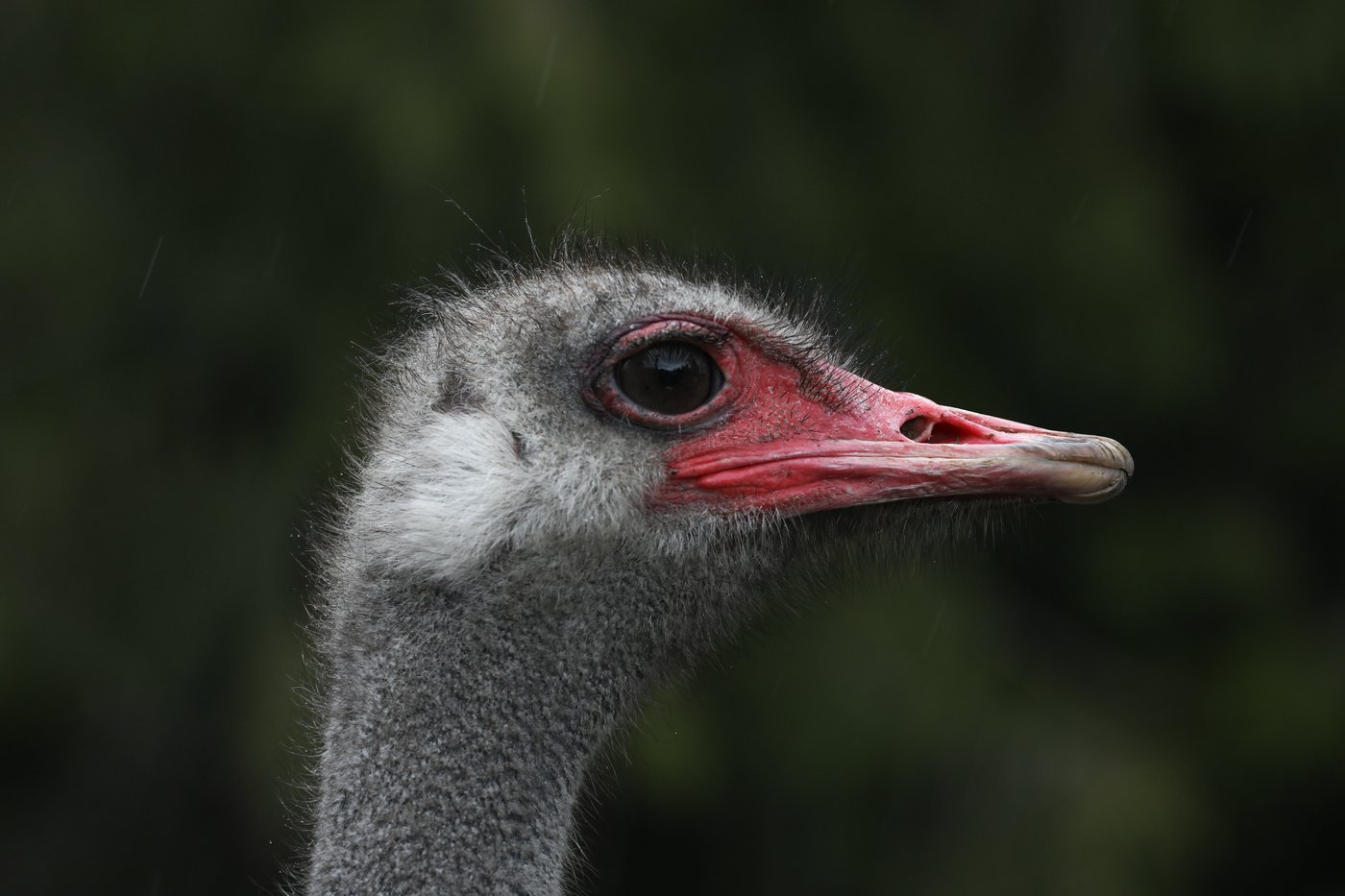 Grippe aviaire: La juge refuse de permettre plus de tests sur les autruches