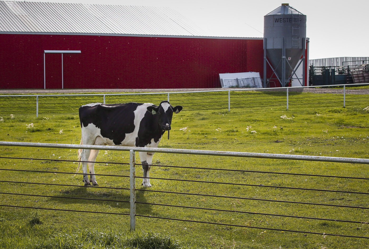 Un éleveur de vaches du Québec poursuit son troupeau en fuite avec des drones