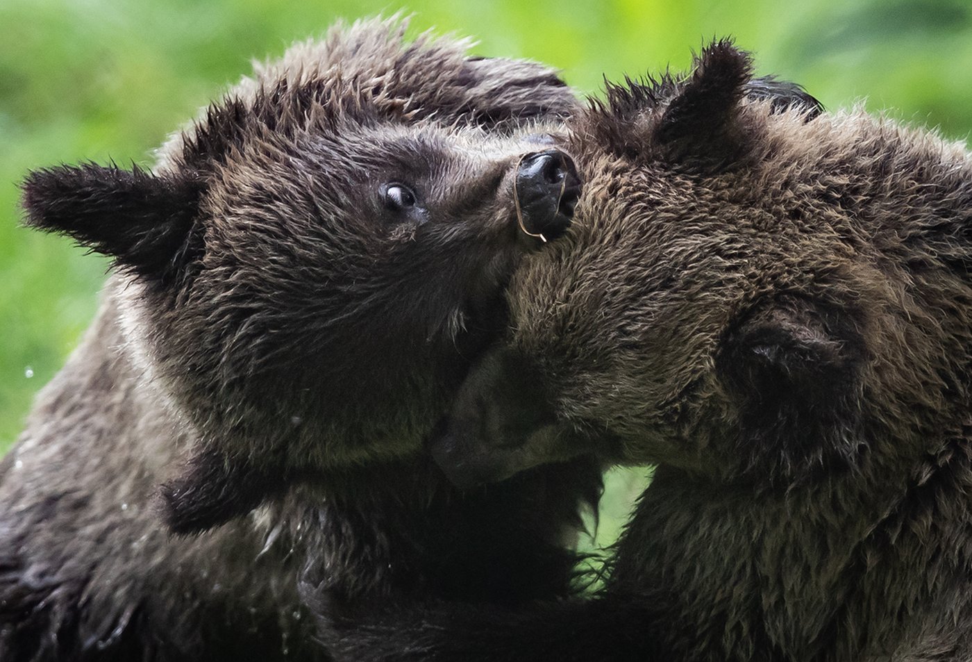 L'attaque de grizzlis en Colombie-Britannique jugée probablement «défensive»