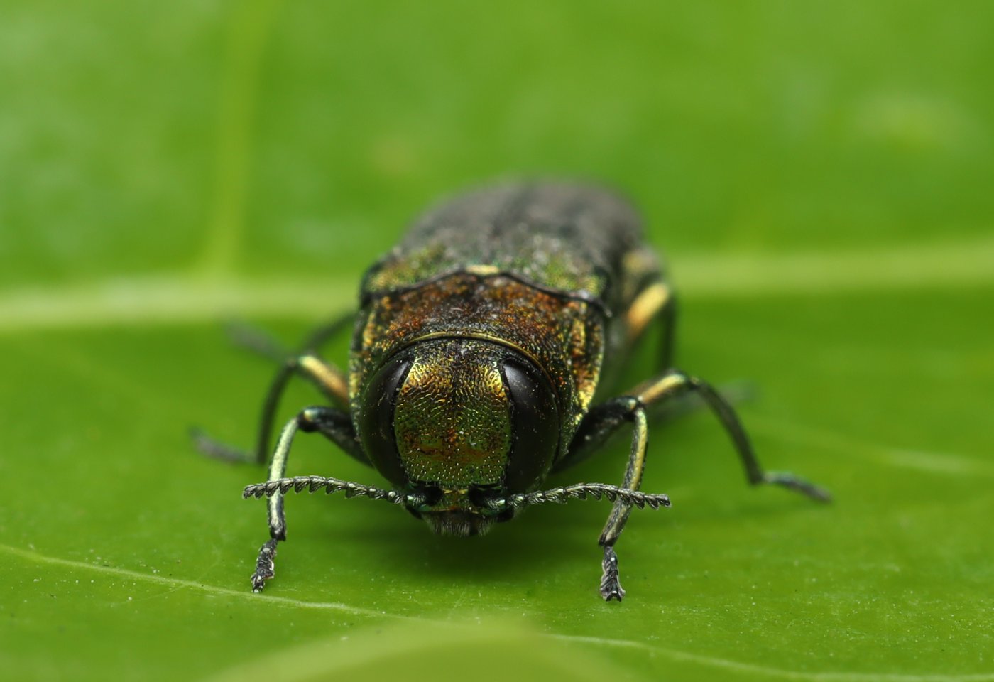 Un amateur d'insecte découvre un coléoptère dangereux pour les arbres en C.-B.