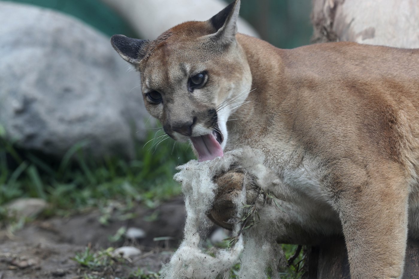 Un Britanno-Colombien frappe un cougar au visage et le dissuade d'attaquer
