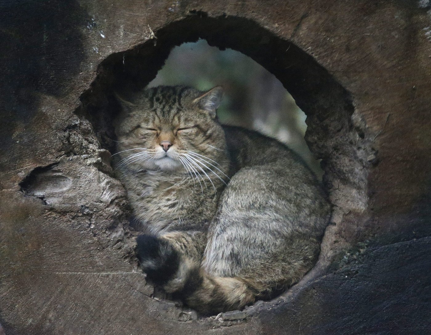 La Colombie-Britannique veut bannir les élevages et la possession de chats exotiques