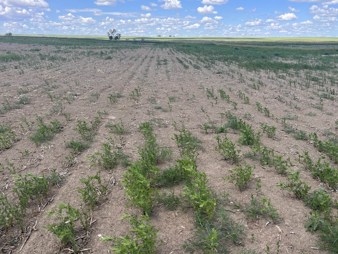Les fermiers des Prairies en ont marre de la sécheresse persistante