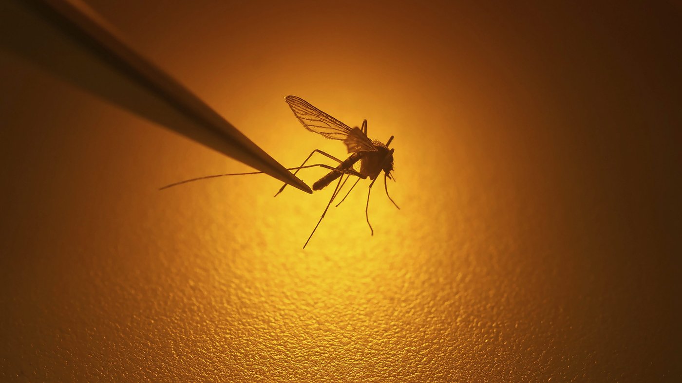 Confirmation du premier cas humain d'infection par le virus du Nil occidental au pays