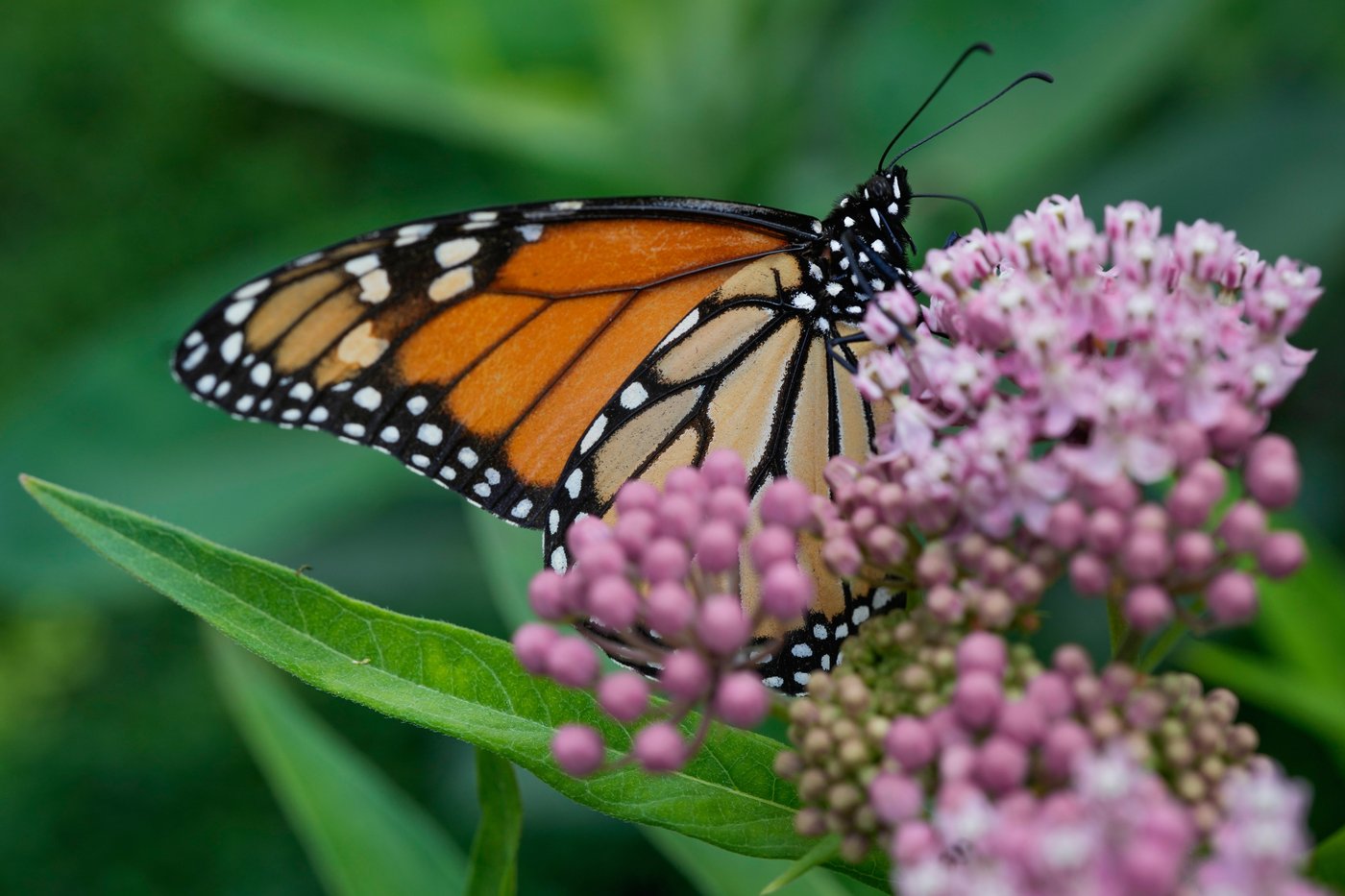 Aider à la protection du papillon monarque par une sortie en plein air