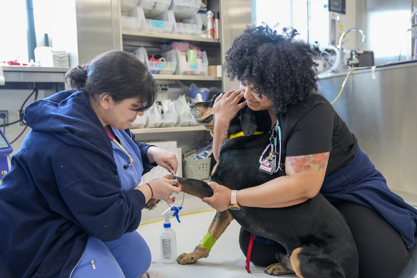 Le don de sang chez les animaux reste méconnu, malgré des besoins importants