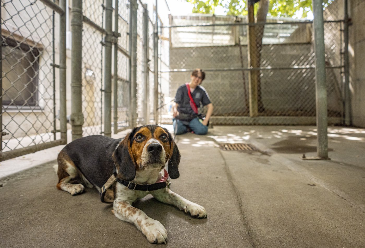 La SPCA de Montréal voit désormais des abandons d'animaux toute l'année