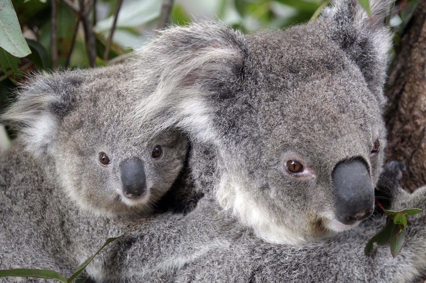 Glencore veut agrandir une mine de charbon dans l'habitat du koala