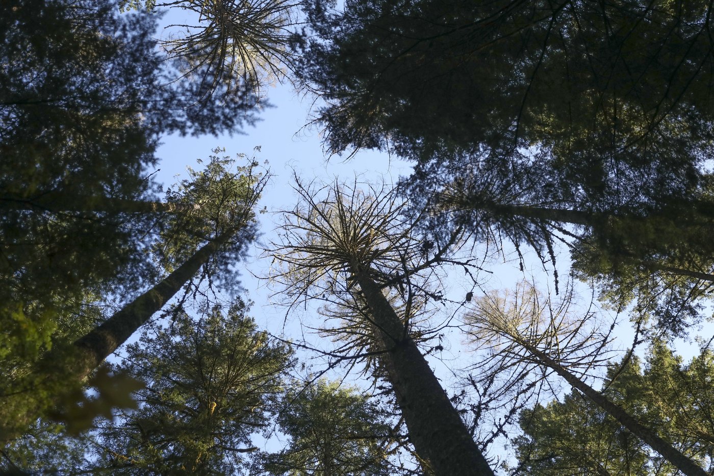 Stressés par la sécheresse, des arbres menacent de tomber même par temps calmes